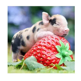 Baby Pig Sleep on Strawberry  Partial Drill 5D DIY Diamond Painting