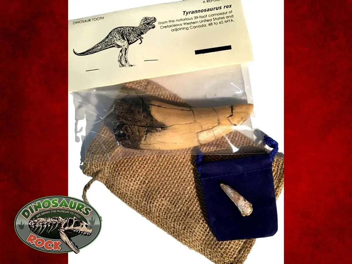 DINOSAURS ROCK Tyrannosaurus Rex Tooth Replica - T-Rex - Plus Genuine Fossil Spinosaurus Dinosaur Tooth