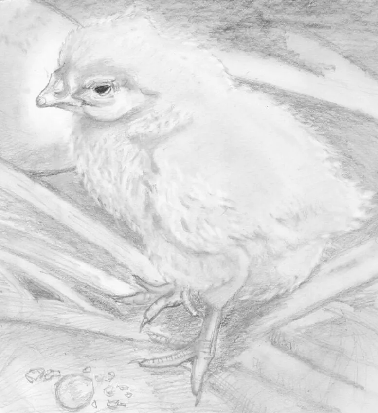 Learn How to Draw Portraits of Domestic Animals in Pencil For the Absolute Beginner