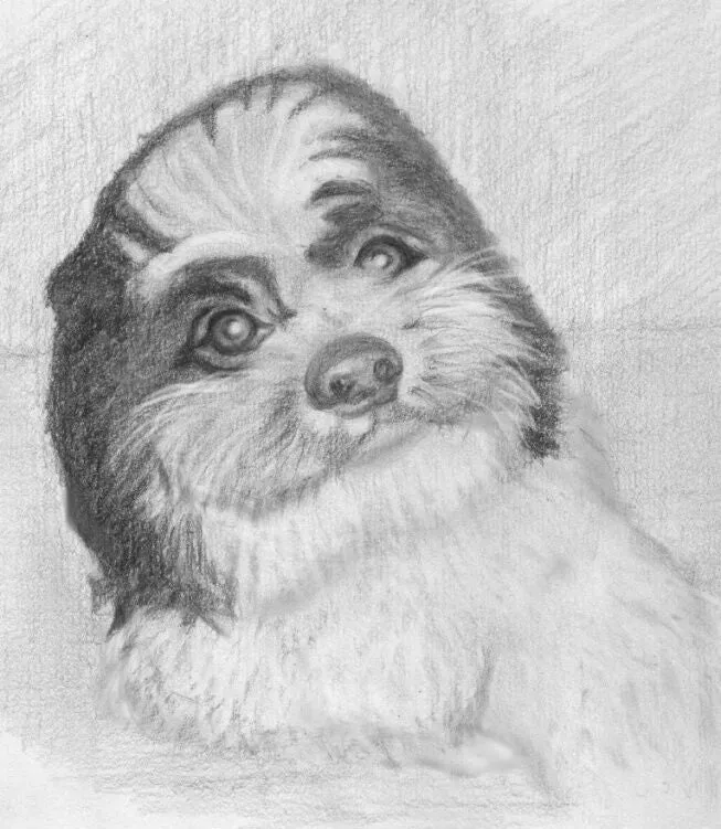 Learn How to Draw Portraits of Domestic Animals in Pencil For the Absolute Beginner