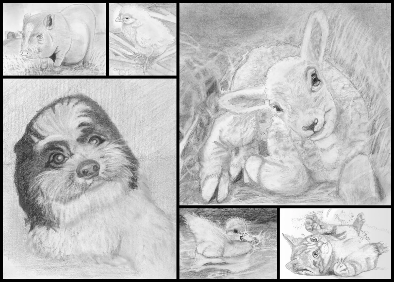 Learn How to Draw Portraits of Domestic Animals in Pencil For the Absolute Beginner